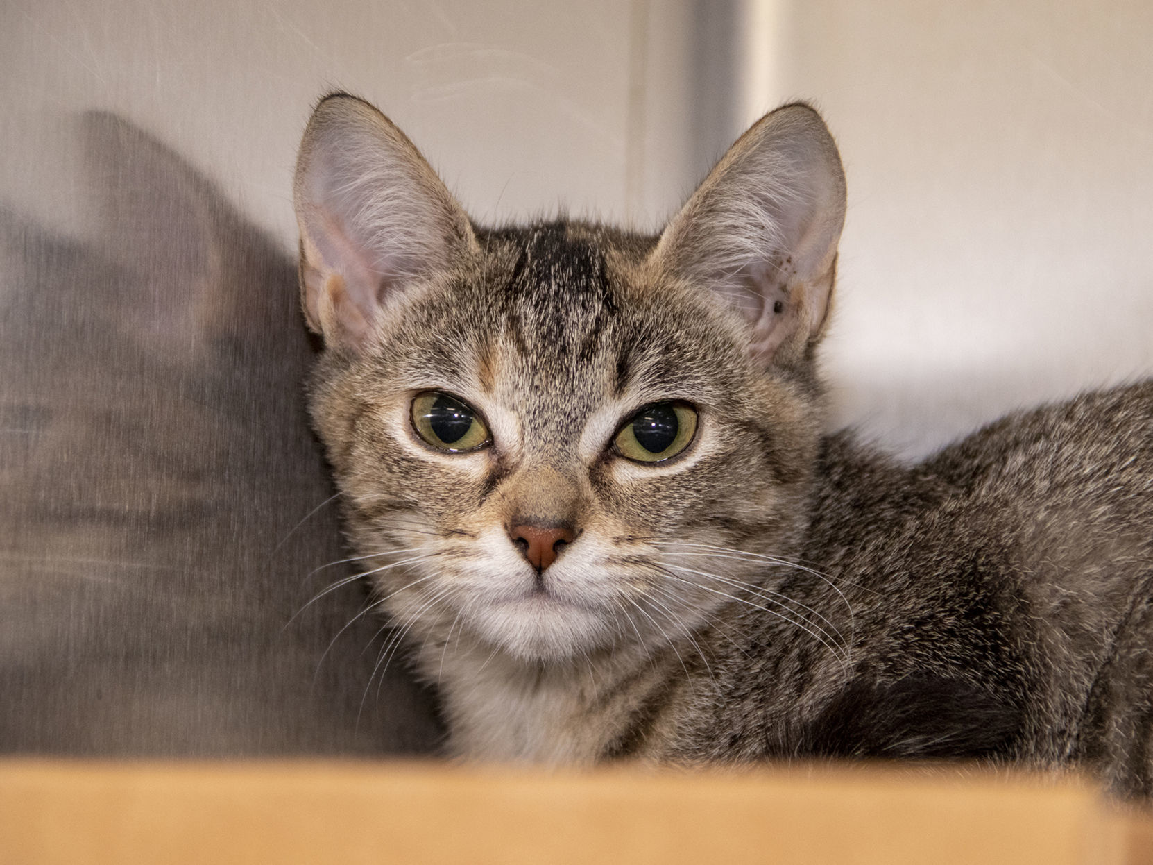 Last week's pet, still available: Jillian
